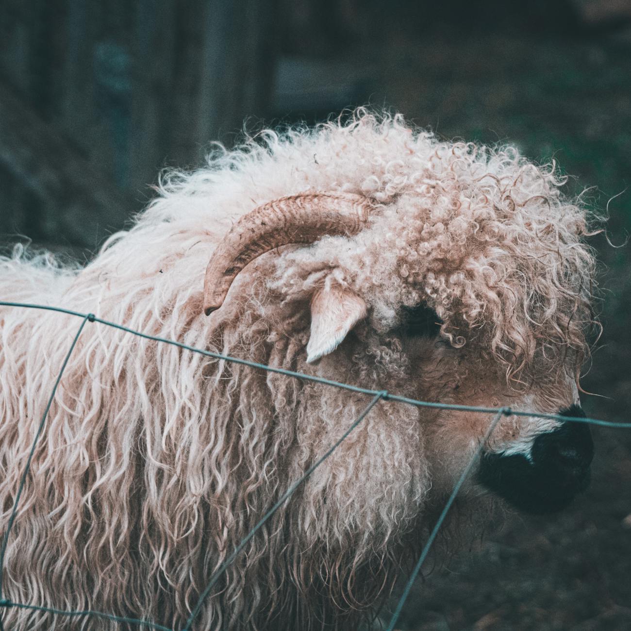 Merino wolpakket